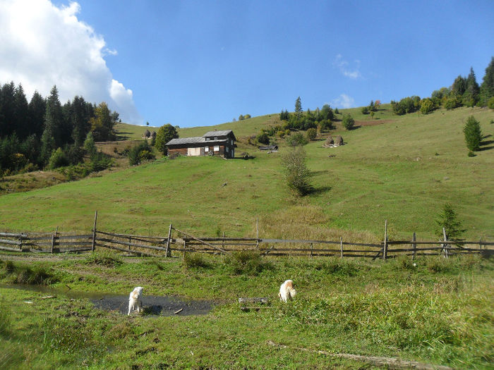SAM_3961 - toamna anului2013