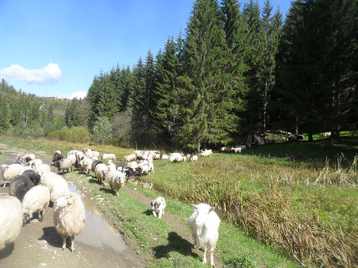 SAM_3962 - toamna anului2013
