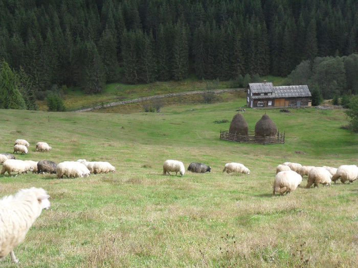 SAM_3993 - toamna anului2013