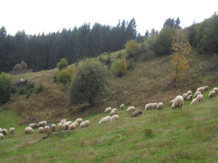 SAM_3995 - toamna anului2013