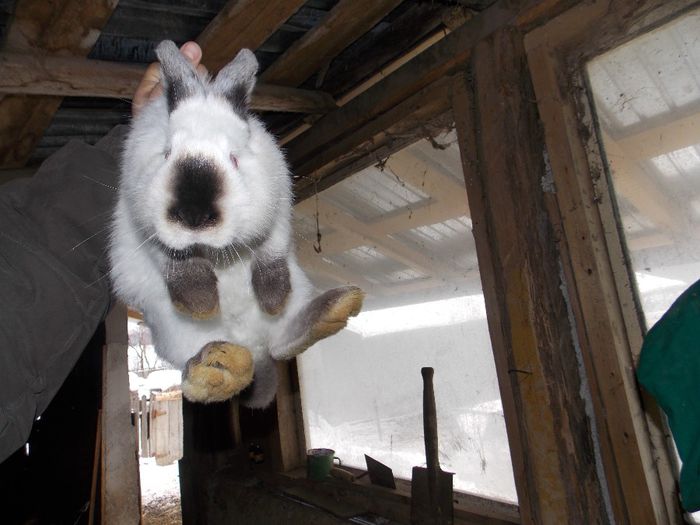 MASCUL 1 (3 frati)-08.10.2013