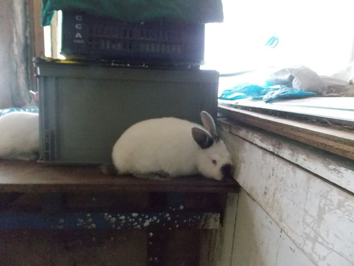 MASCUL 2 (3 frati)-08.10.2013