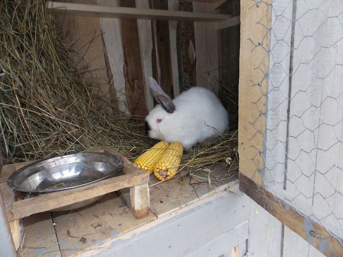 FEMELA 1 (3 frati)-08.10.2013