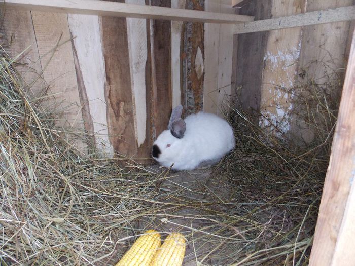 FEMELA 1 (3 frati)-08.10.2013