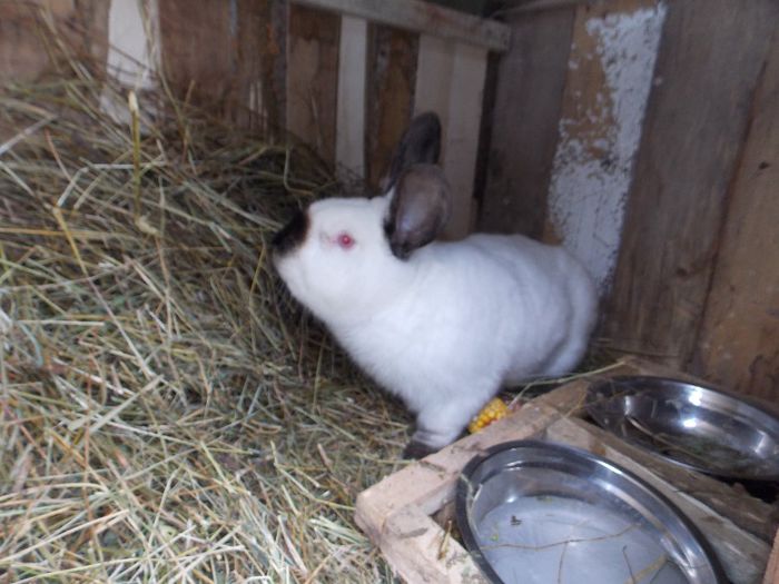 MASCUL ALFA (tata)-1,2 ani