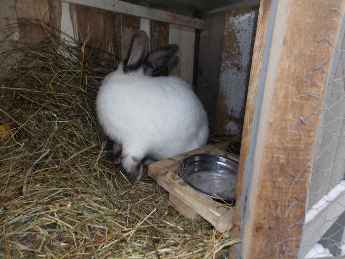 MASCUL ALFA (tata)-1,2 ani