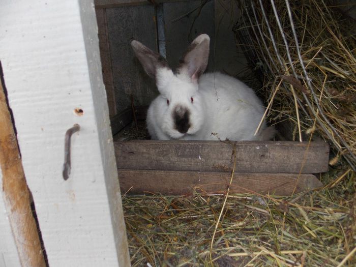 FEMELA 2 (aIIa fatare-3pui-17.01.2014); mama celor 3 frati
