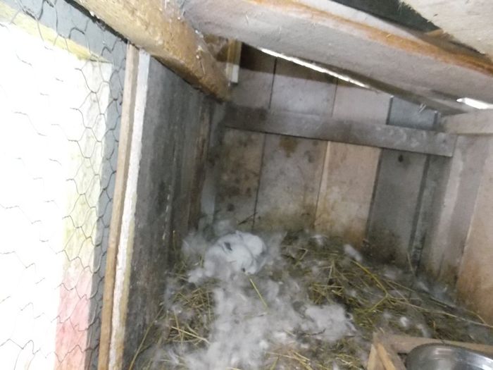 FEMELA 2 (aIIa fatare-3pui-17.01.2014); mama celor 3 farti
