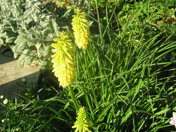 Tritoma -Kniphofia