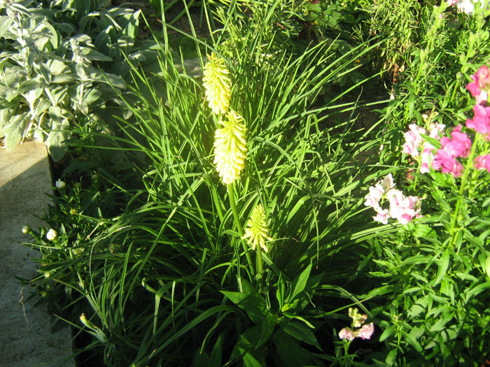 Tritoma (2012) - 07-Kniphofia - Tritoma - Crinul faclie