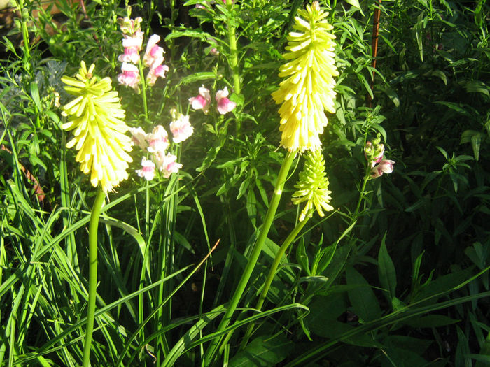 Tritoma (2012) - 07-Kniphofia - Tritoma - Crinul faclie