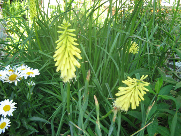 Tritoma-Crin faclie (2012) - 07-Kniphofia - Tritoma - Crinul faclie