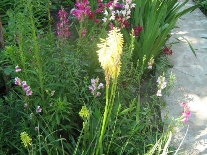 Tritoma-Crin faclie (2012) - 07-Kniphofia - Tritoma - Crinul faclie