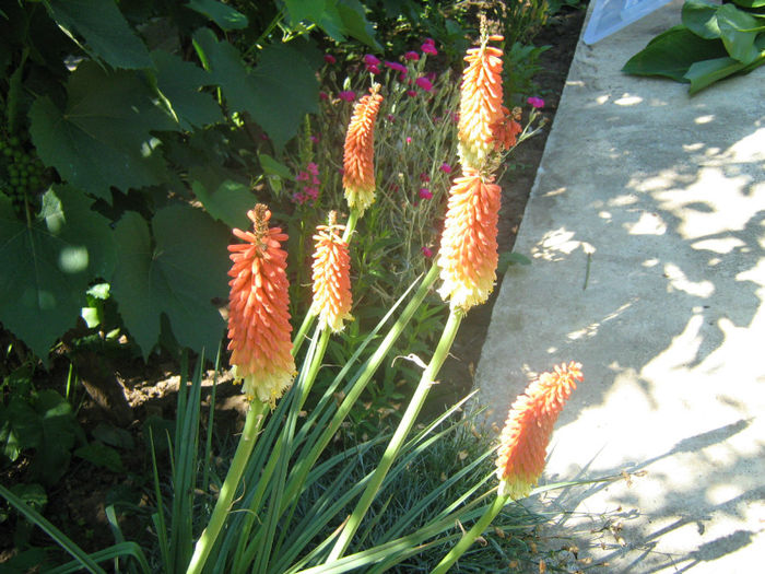 Tritoma-Crin faclie -Kniphofia (2012)