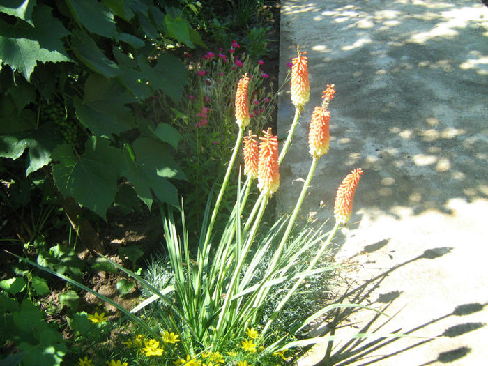 Tritoma-Crin faclie -Kniphofia