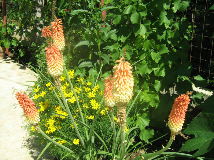 Tritoma si Coreopsis Zagreb - 07-Kniphofia - Tritoma - Crinul faclie