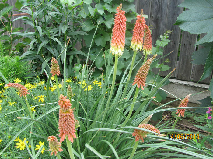 Tritoma (2013) - 07-Kniphofia - Tritoma - Crinul faclie