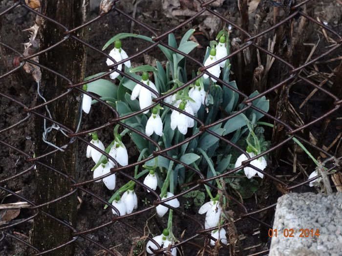 DSC00750 - Plante in gradina 2014