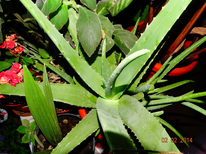 DSC01030 - Plante in ghiveci 2014