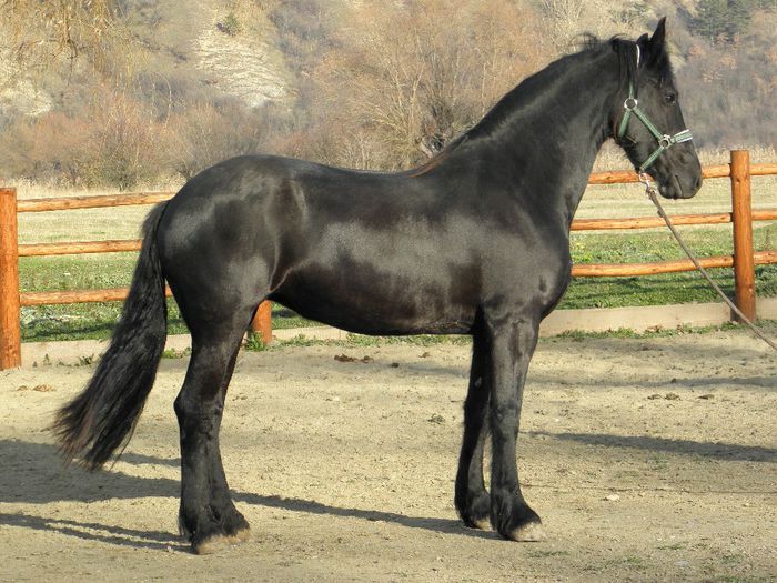BRENDA IAPA FRIESIAN
