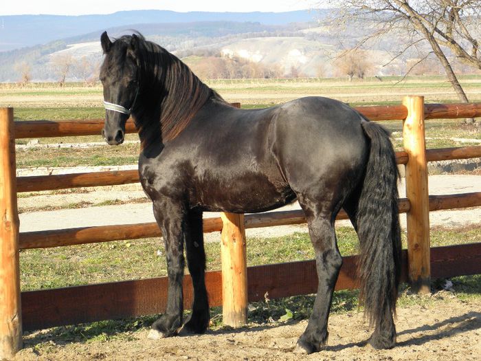 BRENDA IAPA FRIESIAN