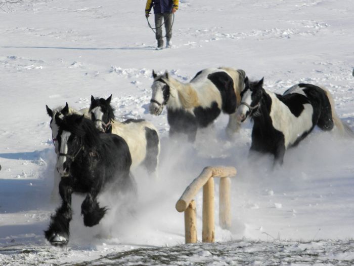 GYPSY VANNER - VANZARI CAI 2