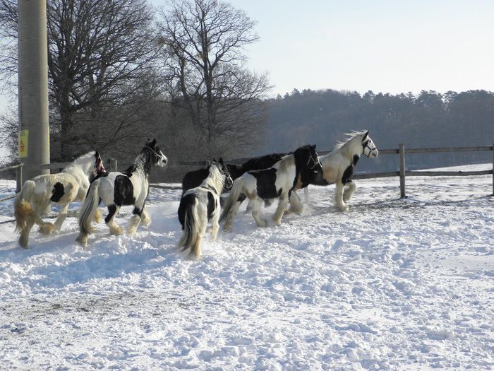 GYPSY VANNER
