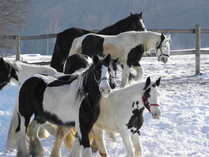 GYPSY VANNER