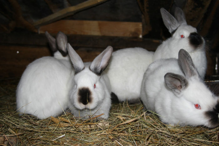 MAI SUNT DE VANZARE.