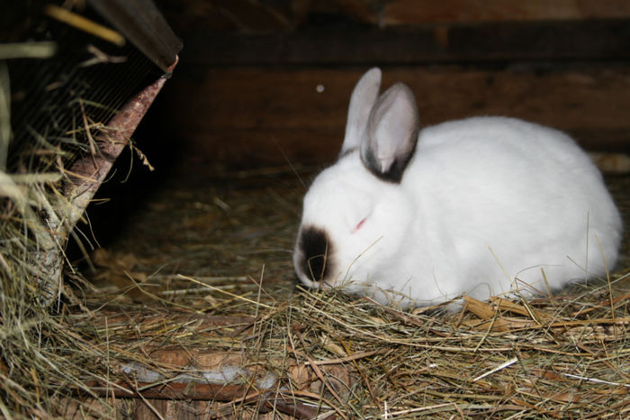 MASCULI LA 3-3,5LUNI