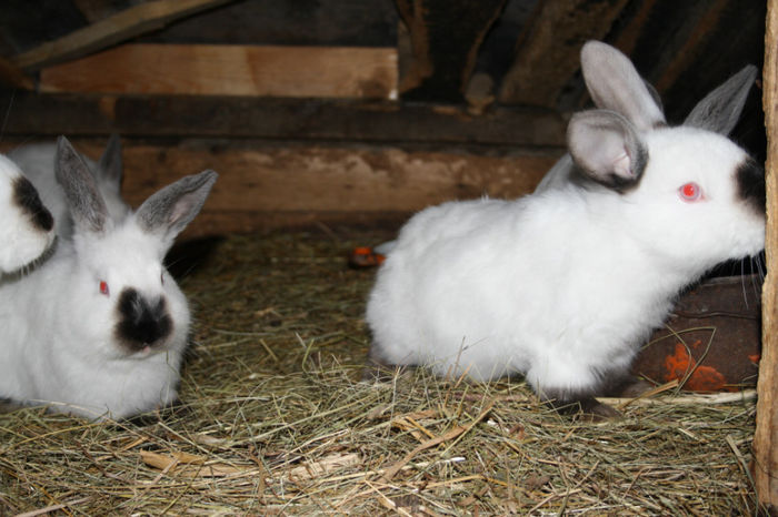 MASCULI LA 3-3,5LUNI (B)