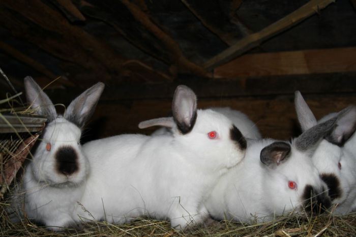 MASCULI LA 3-3,5LUNI (D)