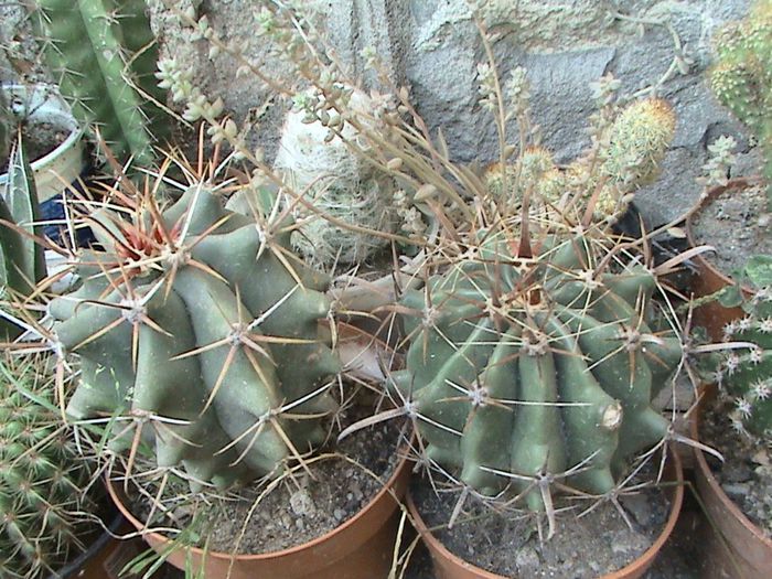 DSC00480 - CACTUSI