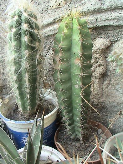 DSC00482 - CACTUSI