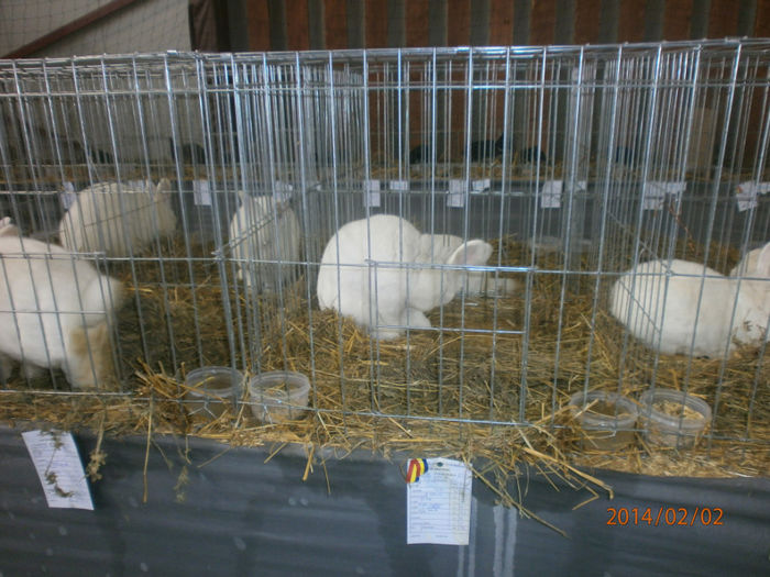 P2021534 - Poze expo Madghita 2014