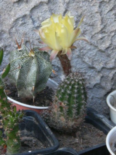 Image074 - CACTUSI