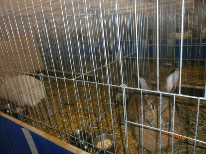 P2021536 - Poze expo Madghita 2014