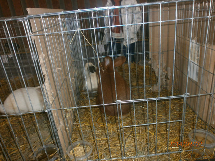 P2021537 - Poze expo Madghita 2014