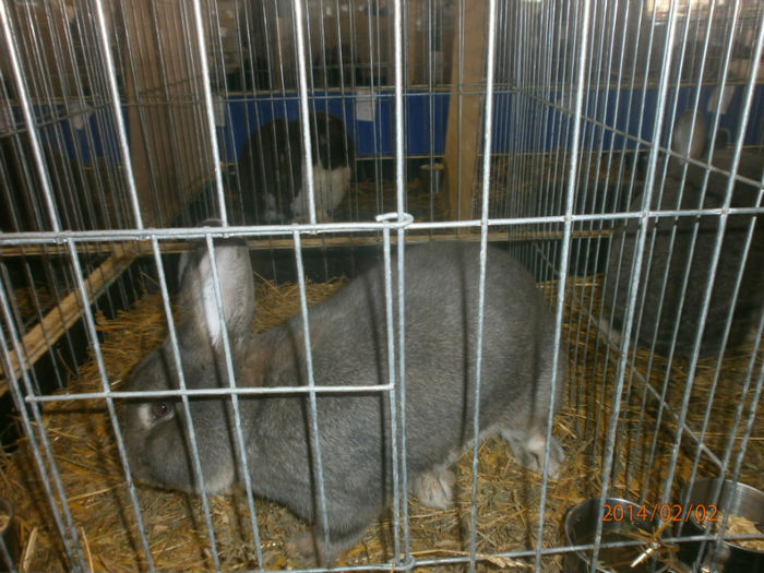 P2021539 - Poze expo Madghita 2014