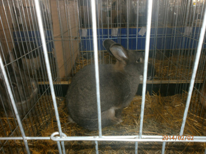 P2021540 - Poze expo Madghita 2014