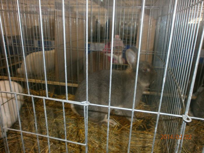 P2021541 - Poze expo Madghita 2014