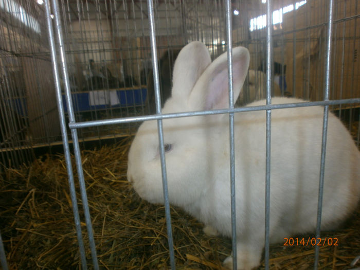 P2021544 - Poze expo Madghita 2014