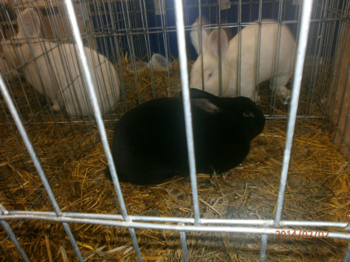 P2021547 - Poze expo Madghita 2014