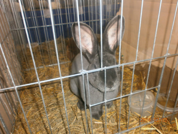 P2021548 - Poze expo Madghita 2014