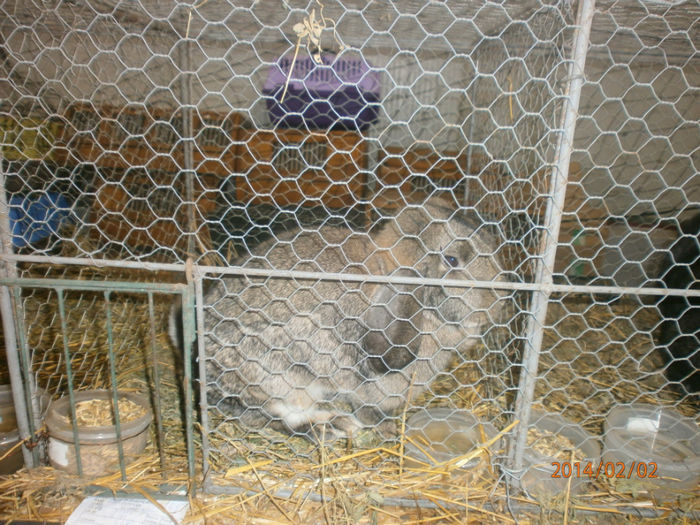 P2021550 - Poze expo Madghita 2014