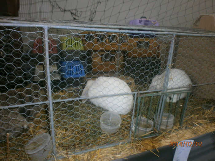 P2021551 - Poze expo Madghita 2014