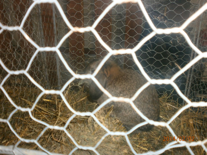 P2021552 - Poze expo Madghita 2014