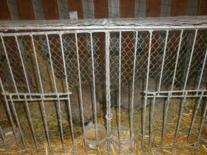 P2021555 - Poze expo Madghita 2014