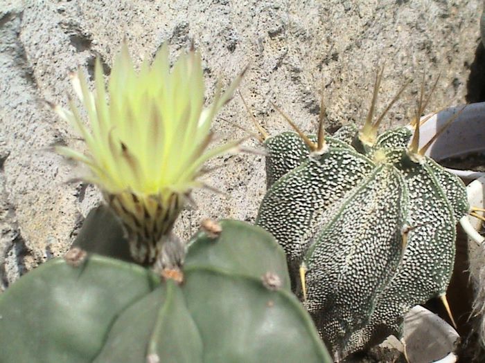 DSC00202 - CACTUSI