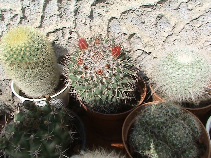 DSC00206 - CACTUSI